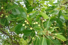 Buchanania axillaris